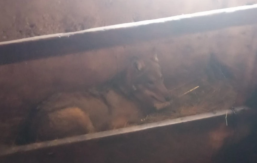 (VIDEO) Vuk satima ležao pored teladi: Nevjerovatan prizor, zvijer se UVUKLA U ŠTALU i mirno ležala