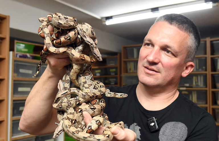 (VIDEO) "Bolje da mu kupim zmiju nego psa" Peđa ŽIVI SA 500 ZMIJA, ljubav prema njima osjetio sa samo 9 godina