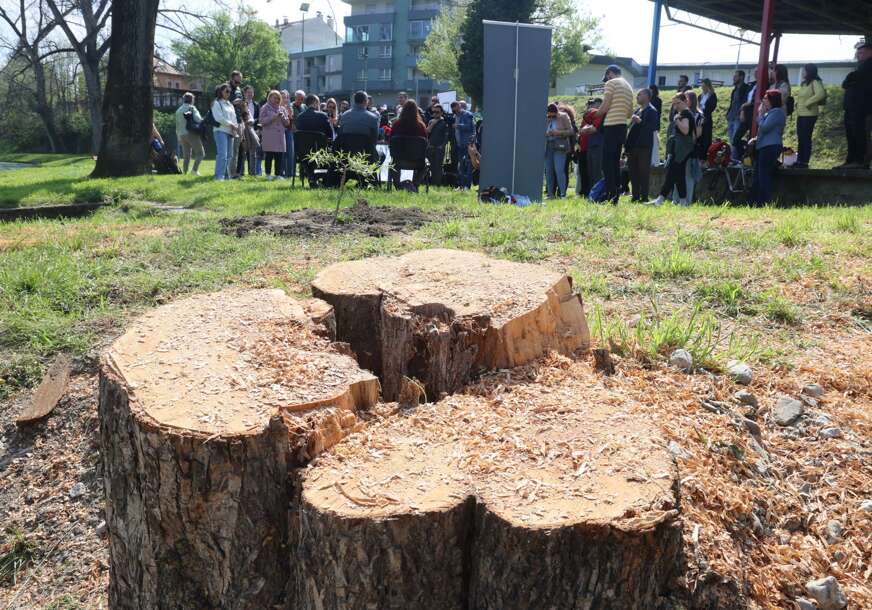 SJEČA STABALA SRAMOTA ZA SVE Banjalučki advokati poručili da sve ima svoje mjesto u Krivičnom zakoniku