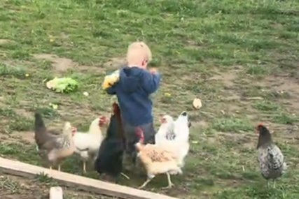 (VIDEO) KRENULO PO ZLU Dječak hranio kokoške, ali je ubrzo ostao uplakan, snimak obišao svijet