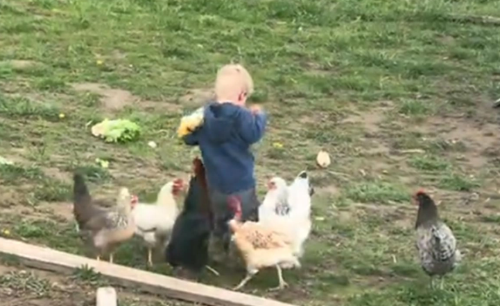 (VIDEO) KRENULO PO ZLU Dječak hranio kokoške, ali je ubrzo ostao uplakan, snimak obišao svijet