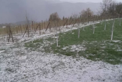 (VIDEO) Grad VELIČINE ORAHA napravio haos: Stravično nevrijeme za kratko vrijeme uništilo maline