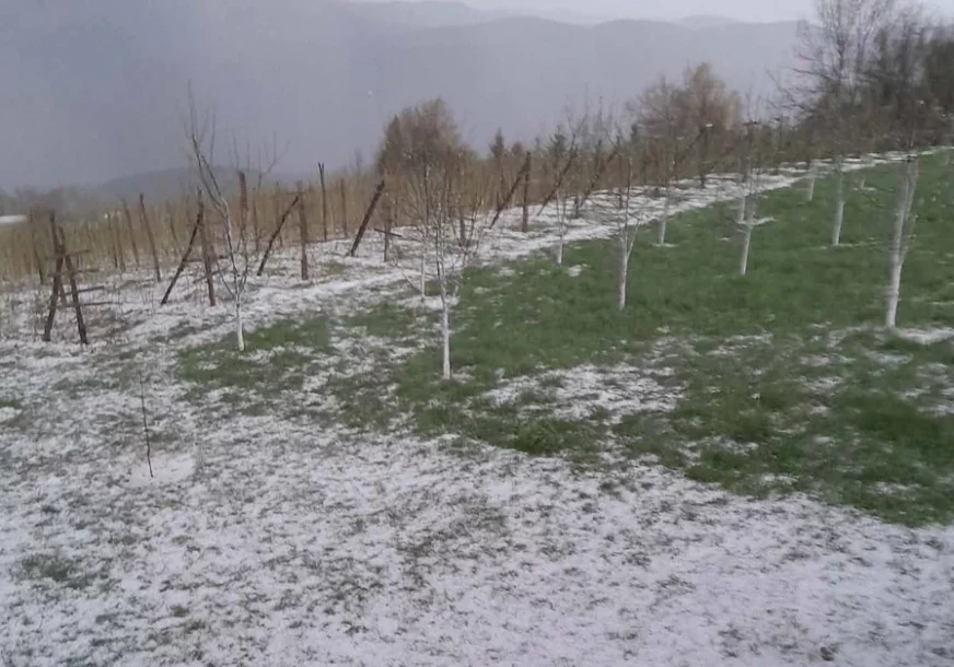 (VIDEO) Grad VELIČINE ORAHA napravio haos: Stravično nevrijeme za kratko vrijeme uništilo maline