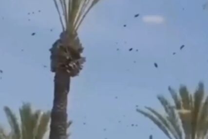 Novi problem u Izraelu: Desetine hiljada pčela preplavilo grad