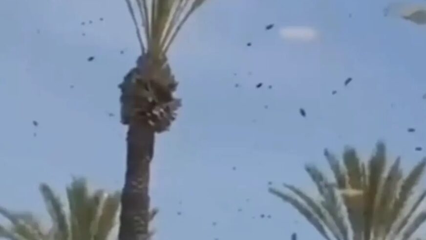 Novi problem u Izraelu: Desetine hiljada pčela preplavilo grad