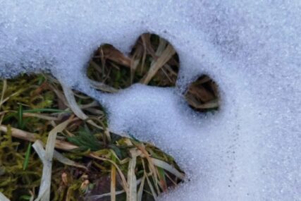 (FOTO) UPOZORENJE ZA GRAĐANE Medvjedica sa mladim sišla u naselje, "Nemojte bacati hranu u šumu"