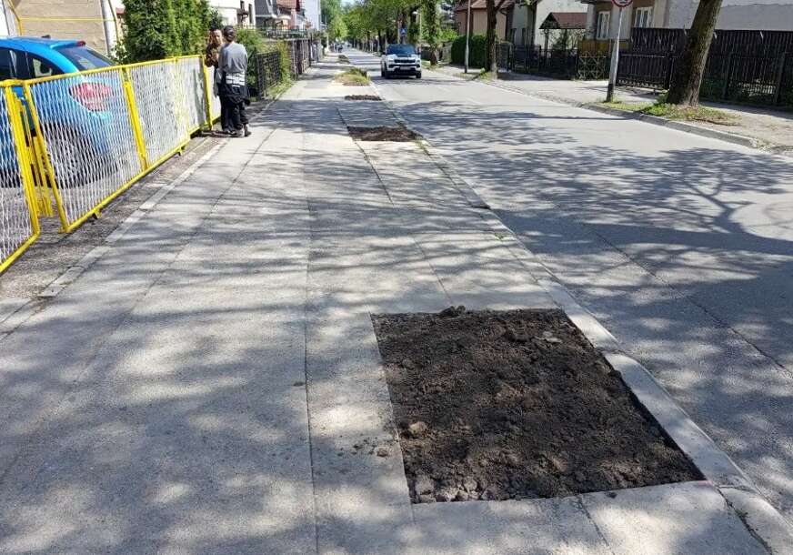 (VIDEO, FOTO) OD HLADA DO OGOLJENOG TROTOARA U Ulici Milana Radmana posječeno desetak stabala, novih još nema, ALI IMA ŠTURIH OBEĆANJA