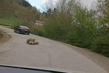 (FOTO) I OVO SE DESILO Na putu Foča - Šćepan Polje se OPRASILA KRMAČA, baš kada je Vlada RS odlučila da Foča bude GRAD