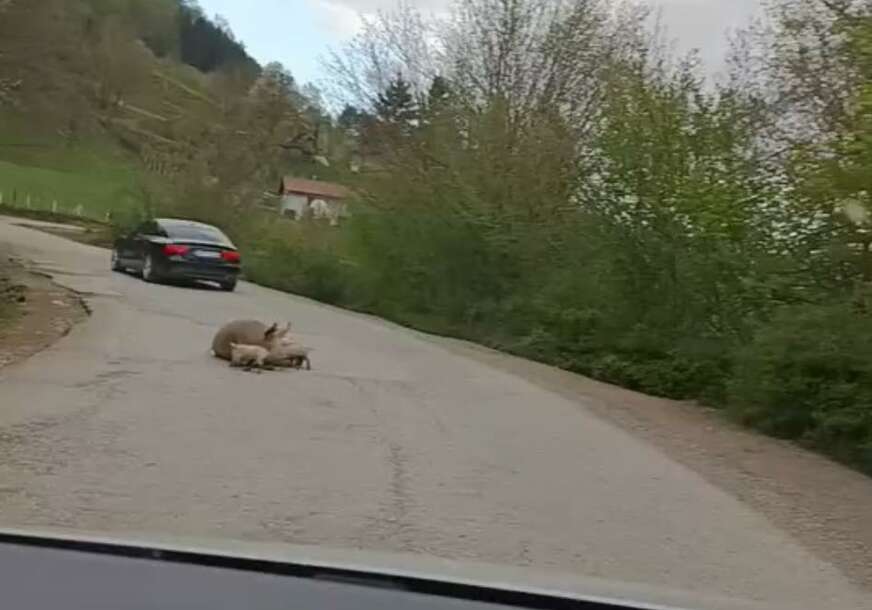(FOTO) I OVO SE DESILO Na putu Foča - Šćepan Polje se OPRASILA KRMAČA, baš kada je Vlada RS odlučila da Foča bude GRAD