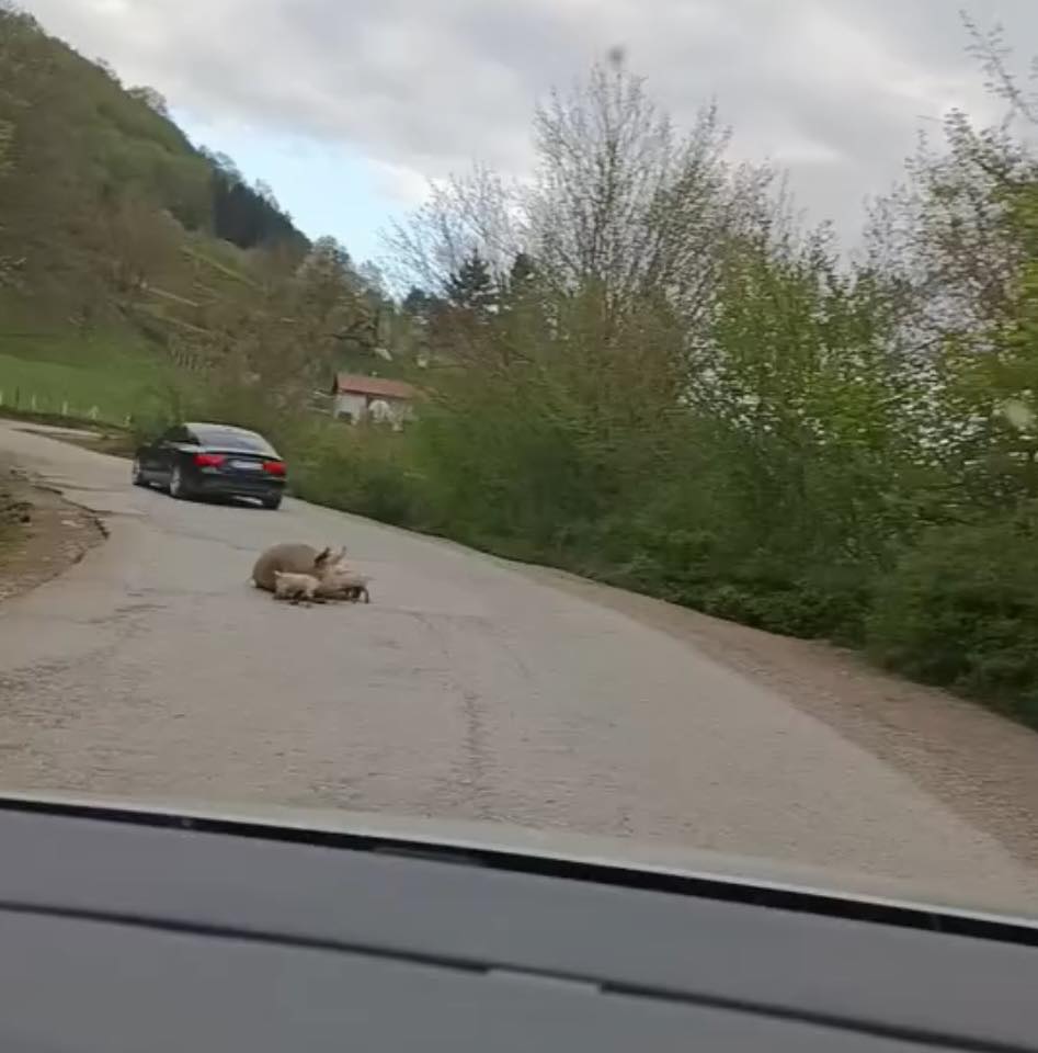 Đorđe Vučinić: Krmača se oprasila na putu Foča-Šćepan Polje