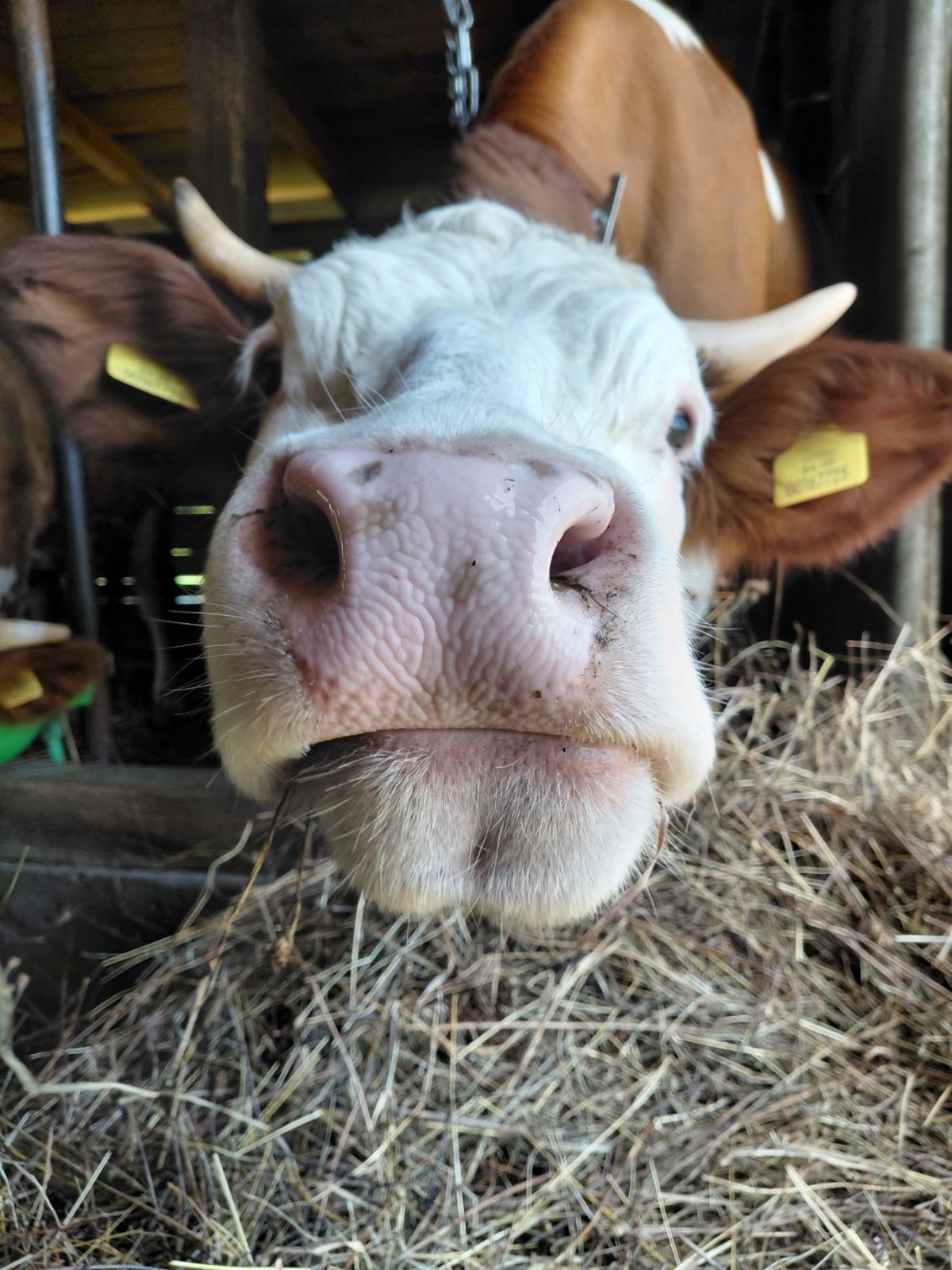 FOTO: MILKICA MILOJEVIĆ/RINGIER
