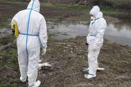 (FOTO) Pronađeni UGINULI LABUDOVI na Bardači: Uzrok uginuća NIJE POZNAT, iz veterinarskog instituta uklonili ostatke