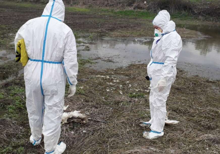 Negativni na ptičji grip: Idućih dana tačan uzrok uginuća labudova kod Bardače