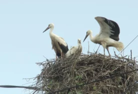 Nevjerovatan povratak prirode: Rode koje su skoro nestale danas preplavile ovu državu