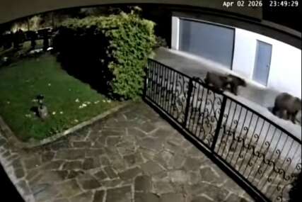 (VIDEO, FOTO) Mještani u strahu: Medvjed napravio haos u BiH, košnice razbijene, pčele uništene
