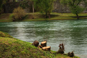 posječeno drveće preko puta kastela 