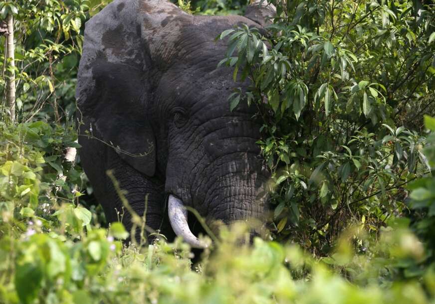 slon iz Afrike