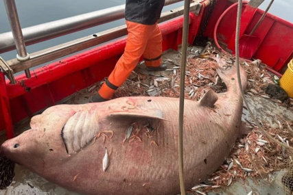 (VIDEO) NEVJEROVATAN ULOV Iz mora izvukli “čudovište” teško 400 kilograma