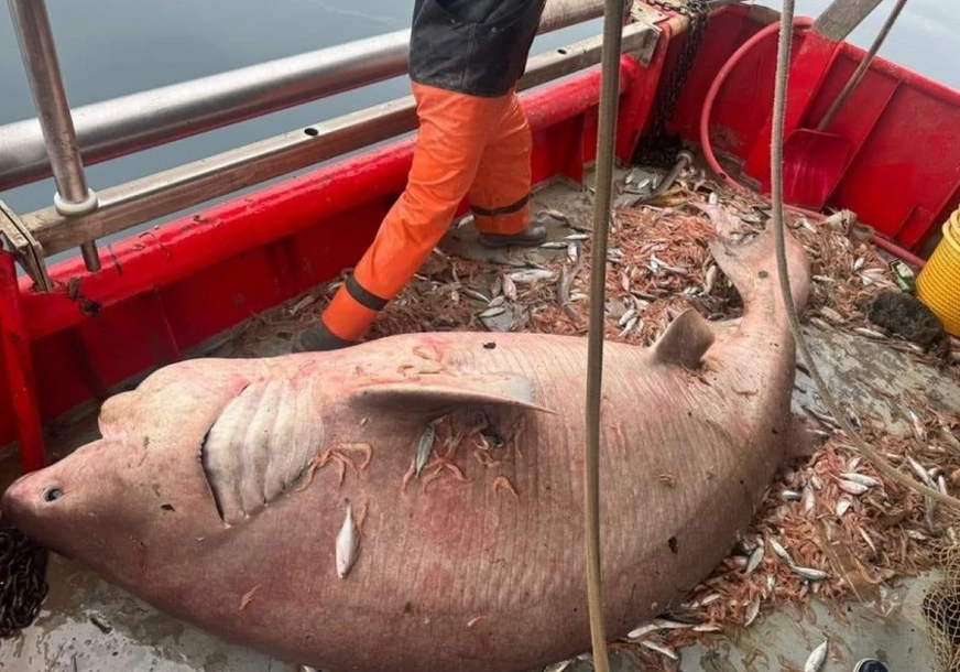 (VIDEO) NEVJEROVATAN ULOV Iz mora izvukli “čudovište” teško 400 kilograma
