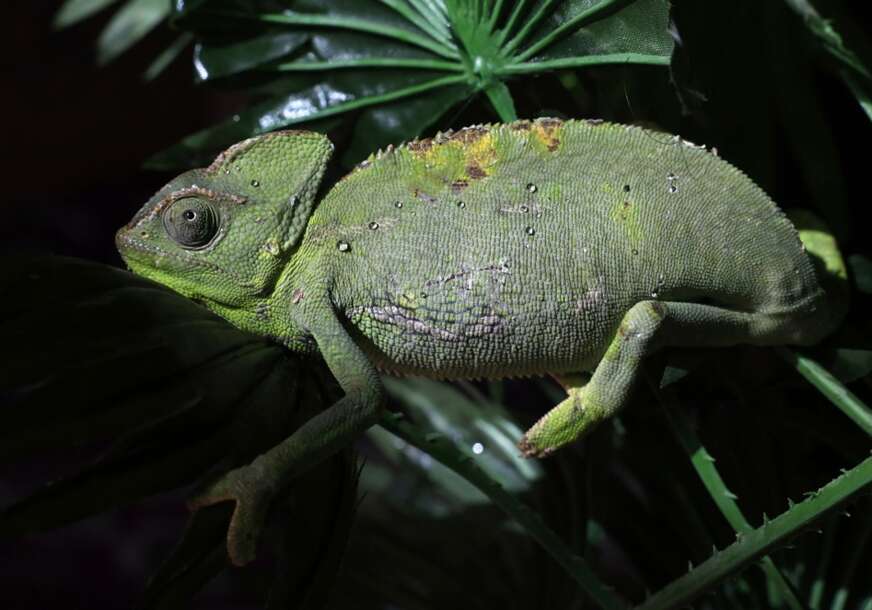 kameleon
