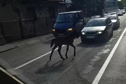 ždrijebe na putu