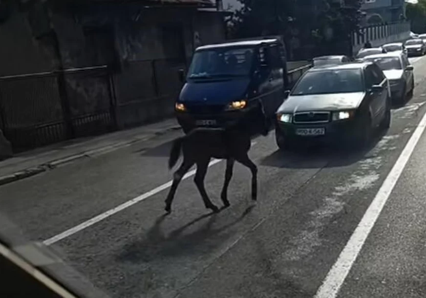 ždrijebe na putu