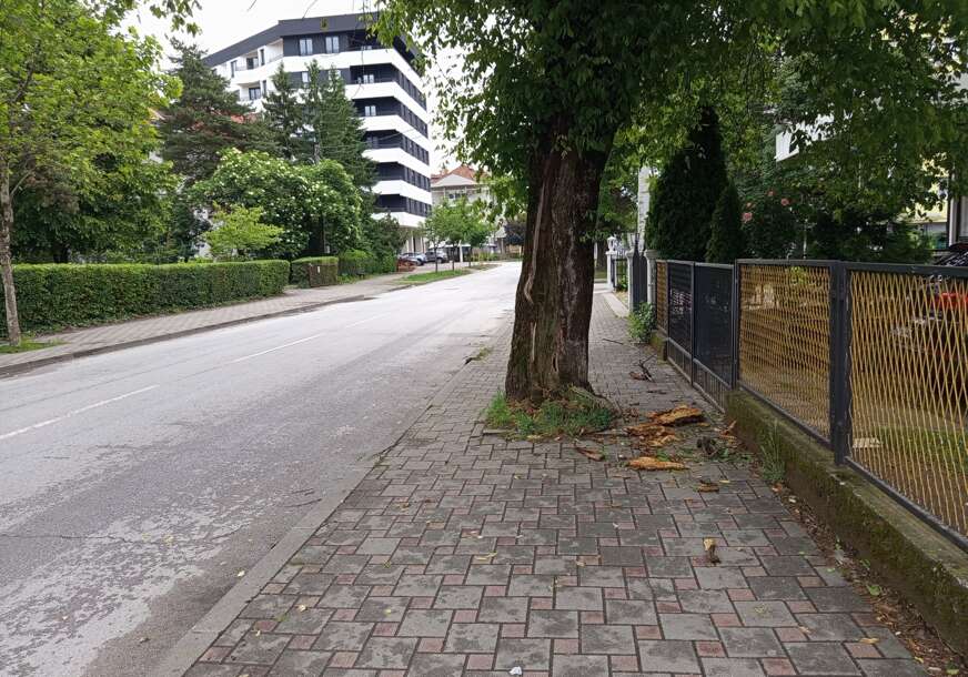 (FOTO) PJEŠACI, GLEDAJTE GORE Oprezno u najljepšoj aleji, kiša i vjetar načeli staro banjalučko stablo