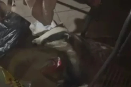(VIDEO) Mještanin Tuzle snimio neobičnog posjetioca: Jazavac u potrazi za hranom zalutao na terasu