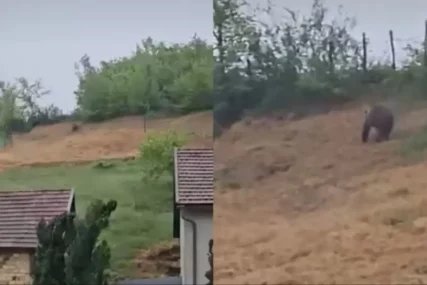 (VIDEO) Nevjerovatan snimak iz Bugojna: Medvjed došao do kuća, mještani poručuju da to postaje SVAKODNEVNICA