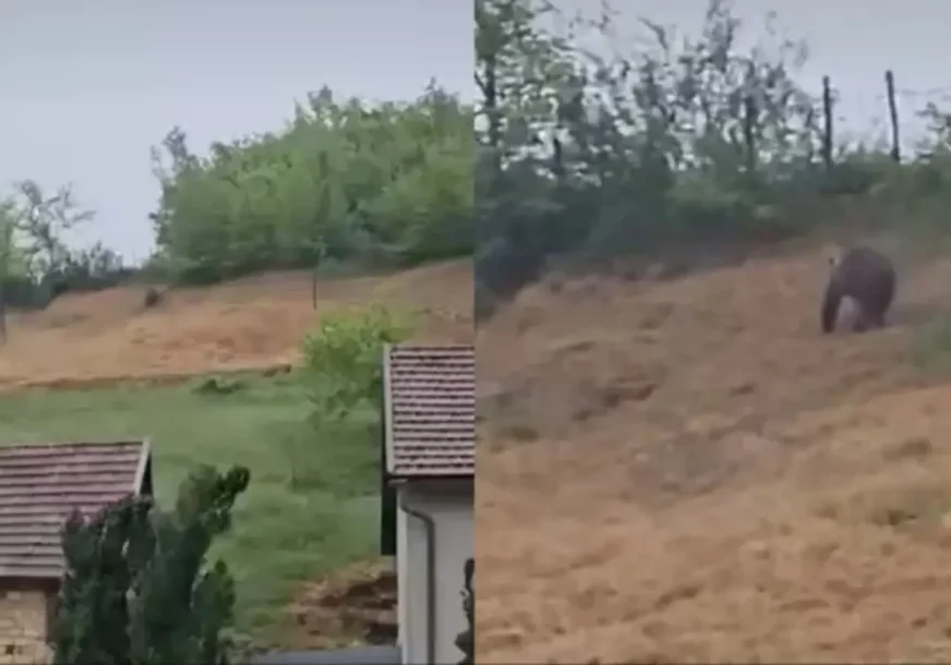 (VIDEO) Nevjerovatan snimak iz Bugojna: Medvjed došao do kuća, mještani poručuju da to postaje SVAKODNEVNICA