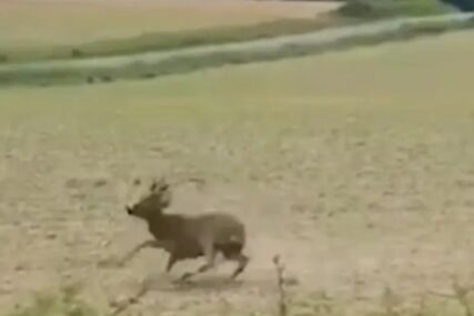 (VIDEO) PIJANI SRNDAĆI PRAVE HAOS Izdato hitno upozorenje za sve vozače, iskaču na ulice, kotrljaju se i plešu