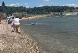 (VIDEO) PLAŽA PREPUNA MRTVIH AJKULA Turisti u šoku, skoro 30 životinja pronađeno duž obale