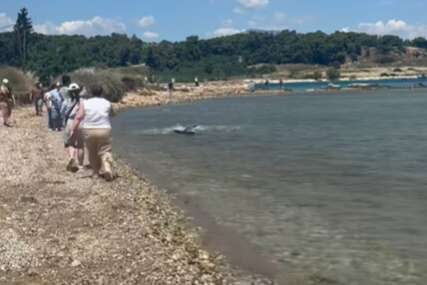 (VIDEO) Slobodno pliva pred ljudima: Ajkula snimljena u plićaku plaže u Korintu, uznemireni kupači istrčali iz mora