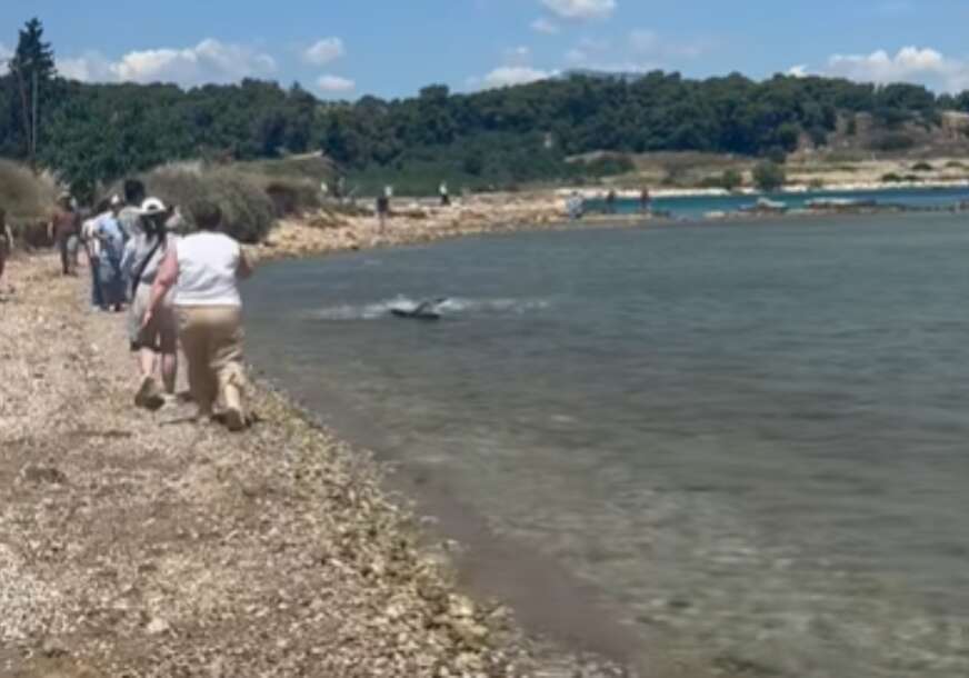 (VIDEO) Slobodno pliva pred ljudima: Ajkula snimljena u plićaku plaže u Korintu, uznemireni kupači istrčali iz mora