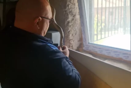 (VIDEO)"Au, baš je velika" Ostavili otvoren prozor, nisu ni slutili ko im je BIO U KUĆI CIJELE NOĆI, ujutru ih dočekao ŠOKANTAN PRIZOR