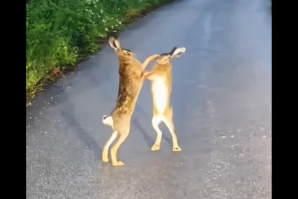 (VIDEO) NE, NIJE AI Bokserski meč dva zeca u selu Kunovo nasmijao čitav region