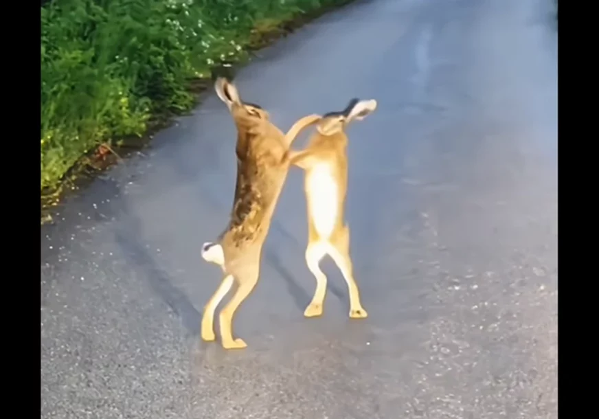 (VIDEO) NE, NIJE AI Bokserski meč dva zeca u selu Kunovo nasmijao čitav region