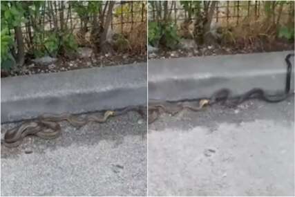 (VIDEO) „SEZONA JE PARENJA“ Zmije u Sarajevu izazvale paniku kod građana, evo šta poručuju stručnjaci