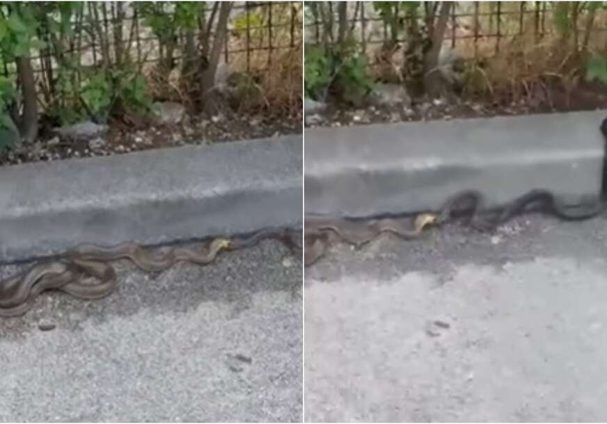 (VIDEO) „SEZONA JE PARENJA“ Zmije u Sarajevu izazvale paniku kod građana, evo šta poručuju stručnjaci