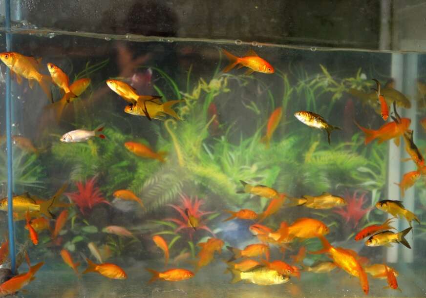 ribe u akvarijumu
