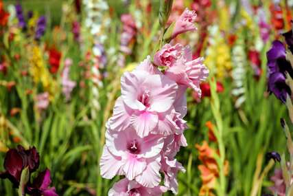 Kako se pivo koristi za BRŽI RAST gladiola: Baštovani godinama primjenjuju ovaj trik za raskošno cvijeće