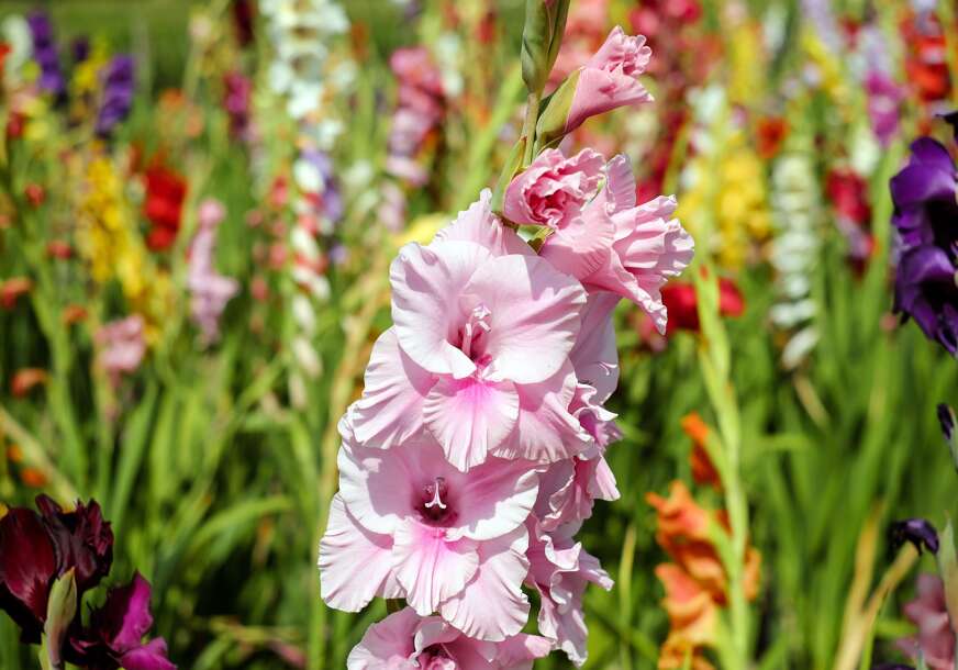 Kako se pivo koristi za BRŽI RAST gladiola: Baštovani godinama primjenjuju ovaj trik za raskošno cvijeće