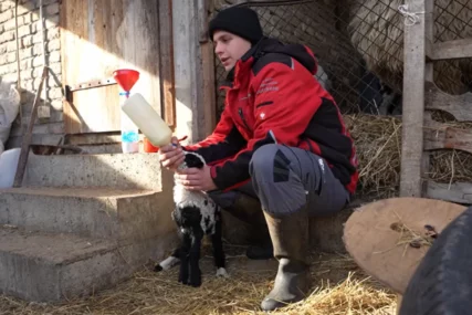 (VIDEO) "Sve sam stekao uz pomoć njih" Miloš ima 21 godinu, živi na padinama Fruške Gore i stado od 300 ovaca, ovo je njegova priča