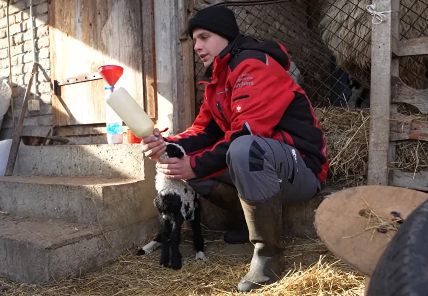 (VIDEO) "Sve sam stekao uz pomoć njih" Miloš ima 21 godinu, živi na padinama Fruške Gore i stado od 300 ovaca, ovo je njegova priča