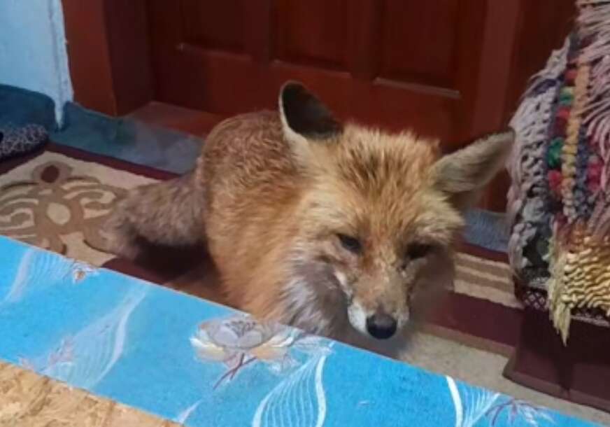 (VIDEO) "Moja vjerna prijateljica i ja" Jusuf je 1. MAJ DOČEKAO SA LISICOM, povjerenje koje su stvorili oduševilo je region