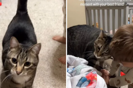 (VIDEO) Najslađi video koji ćete pogledati: Tigrasti mačak Oliver ne dozvoljava vlasnici da probudi sina bez njega
