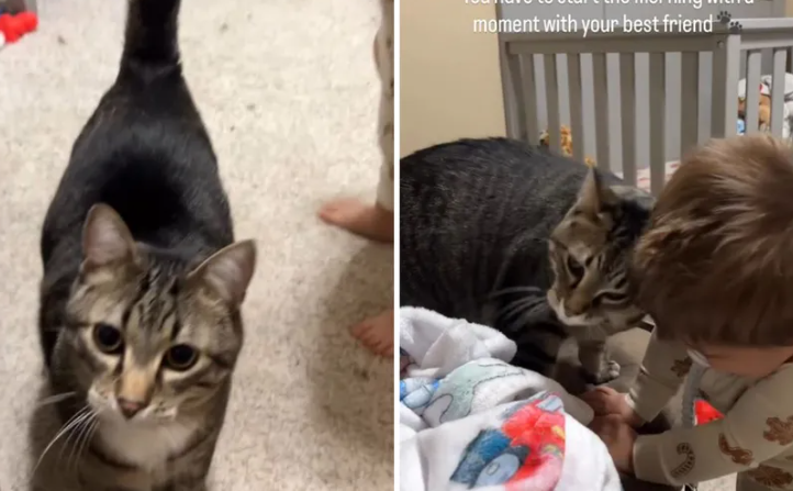 (VIDEO) Najslađi video koji ćete pogledati: Tigrasti mačak Oliver ne dozvoljava vlasnici da probudi sina bez njega