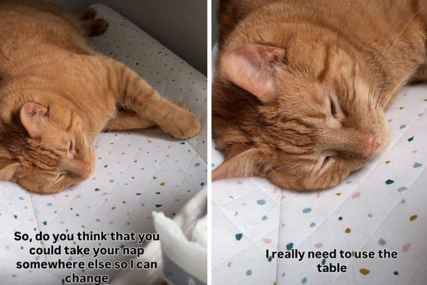 (VIDEO) "NARAVNO DA JE TVOJE" Mačka zauzela sto namijenjen za bebe i ne mrda, smiješan video obišao internet