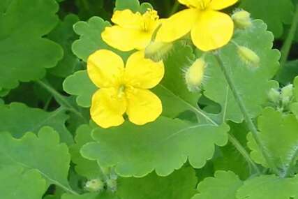 majska rusa