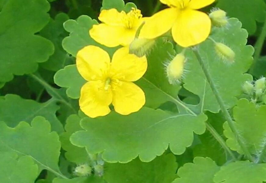 majska rusa